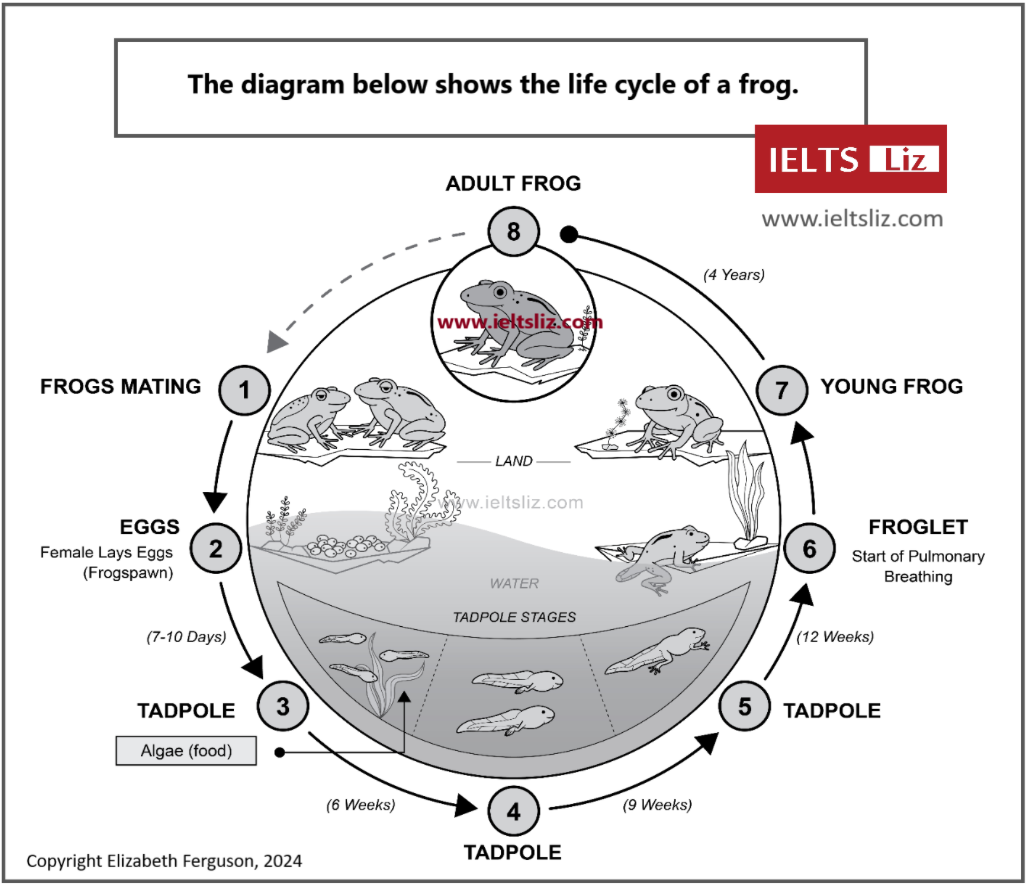 The life cycle of a frog 题图